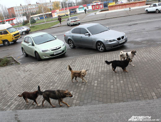 Собаки черкесск. Бездомные собаки в Кызыле. Бездомные собаки на улицах Черкесска. Бездомные собаки Берлина.